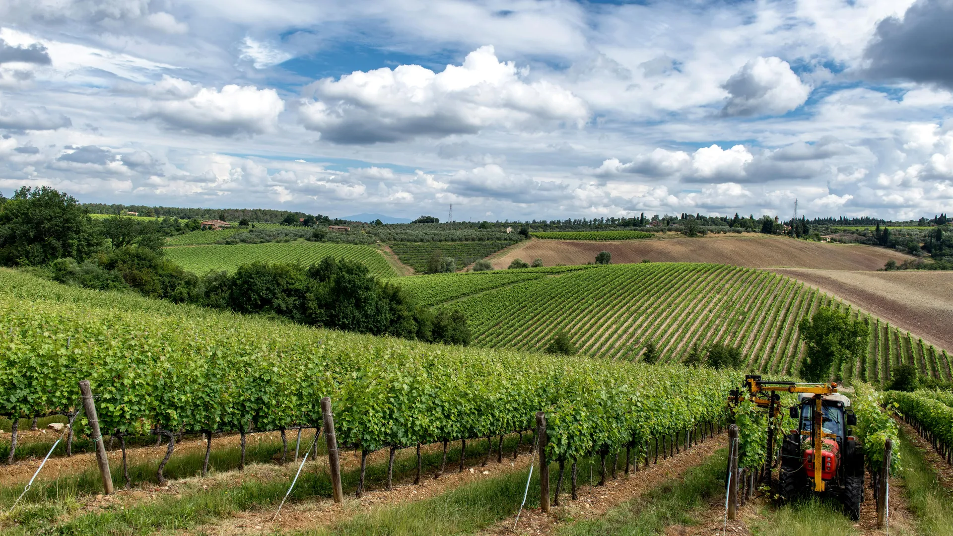 Rows of vines stretching across a sunlit Italian vineyard with hills rising in the distance